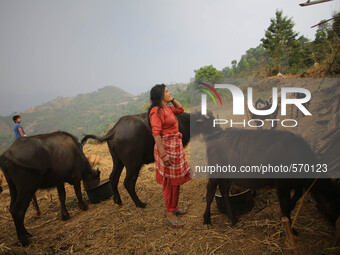 Sharaswati is taking care of her domestic animal after loosing three buffalos during earthquake. Kabrepalan Chowk, Nepal. May 6, 2015 (