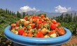  A bucket full of freshly harvested strawberries is seen in the farm on the outskirts of S...