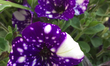 'Starry Sky' petunia flowers seen at a at a garden centre during the Spring season in Toro...