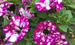 'Starry Sky' petunia flowers seen at a at a garden centre during the Spring season in Toro...