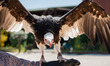 Zookeeper feeds a hawk at the Zoo Safari Park while the park is closed to visitors during...