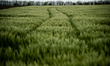 Wheat field is seen near the Bulgarian Black Sea village of Balgarevo. Late spring in Bulg...