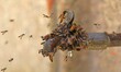 Bees quench their thirst from a leaking water tap during a hot summer afternoon, in Jaipur...