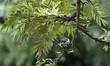Black and White Bird Oriental Magpie Robin (Copsychus saularis) seen in the tree during co...