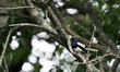 Black and White Bird Oriental Magpie Robin (Copsychus saularis) seen in the tree during co...