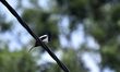 Black and White Bird Oriental Magpie Robin (Copsychus saularis) seen in the tree during co...