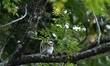 A baby owl sits seen in the tree branch during complete ongoing nationwide lockdown as con...