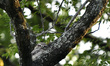 A baby owl sits seen in the tree branch during complete ongoing nationwide lockdown as con...
