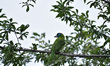 Blue throated Barbet (Psilopogon asiaticus) seen in the Plum tree during complete ongoing...