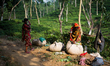 Tea gardeners are leaving tea garden after collecting tea leaf all day at Malinichara Tea...