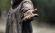 A boys shows the Fish which he caught after Lower Jhelum Hydroelectric Project (LJHP) was...