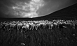 (EDITOR'S NOTE: Image was converted to black and white) Flock of Sheep in Gran Sasso Natio...