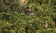 A Palestinian farmer carries freshly harvested grapes at a vineyard in Gaza City on July 1...