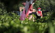  Scarecrows installed in a vineyard in Gaza City, on July 16, 2020.  