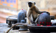A Langur monkey play next to the idols of Hindu deities at a holy lake in Pushkar, Rajasth...
