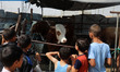 Palestinian children look at calves displayed for sale at a livestock market ahead of the...