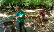 The manager of a fallow deer visitor center, during the visit of tourists to Villetta Barr...