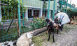  Animal doctor check the health condition of goats before slaughtering. Hundreds of Cows a...