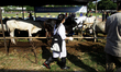 Veterinarian checking the health of sacrificial animals before being slaughtered during an...