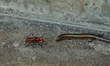 A wild Asian snake-eyed skink (Ablepharus pannonicus) has accidentally entered a house at...