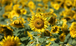 Sunflowers (Helianthus annuus) growing in a farmer's field in Stouffville, Ontario, Canada...