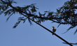 Common tailorbirds (Orthotomus sutorius) seen in the tree during ongoing Prohibitory lockd...