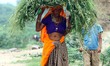 A farmer woman carries fodder on her head on the Outskirts Village of Sambhar, in The Indi...