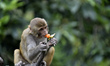 A Monkey eating lollypop given by people during prohibitory order lockdown in the Kathmand...