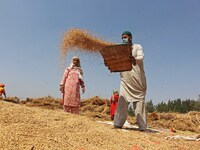A farmer separates chaff from rice seeds in the traditional method of winnowing during harvesting in south Kashmir on September 27,2020.A st...