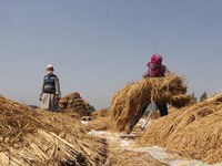 Farmers harvest rice in a paddy field in south Kashmir on September 27,2020.A statement issued by the Information and Public Relations depar...