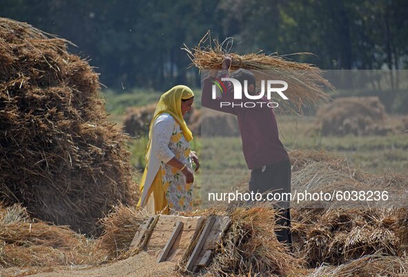 Farmers harvest rice in a paddy field in south Kashmir on September 27,2020.A statement issued by the Information and Public Relations depar...