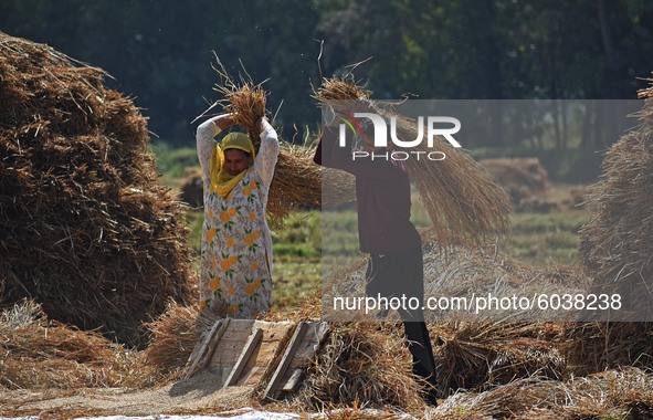 Kashmiri farmers harvest rice in a paddy field in south Kashmir on September 27,2020.According to official data, 1,937 recoveries and 20 dea...