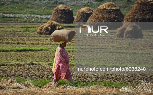 A woman carries a rice sack after harvesting in south Kashmir on September 27,2020.According to official data, 1,937 recoveries and 20 death...