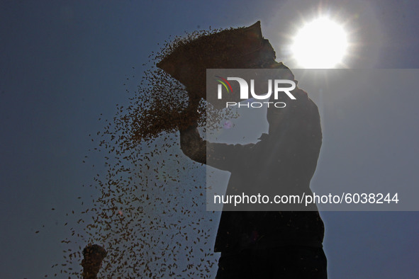 A farmer separates chaff from rice seeds in the traditional method of winnowing during harvesting in south Kashmir on September 27,2020.Acco...
