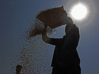 A farmer separates chaff from rice seeds in the traditional method of winnowing during harvesting in south Kashmir on September 27,2020.Acco...