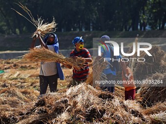 Farmers work in a paddy field during rice harvesting in south Kashmir on September 27,2020.A statement issued by the Information and Public...