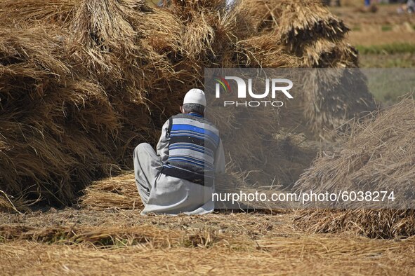 A farmer works in a paddy field during harvesting in south Kashmir on September 27,2020.A statement issued by the Information and Public Rel...