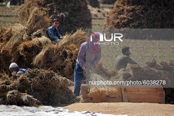 Farmers work in a paddy field during rice harvesting in south Kashmir on September 27,2020.A statement issued by the Information and Public...