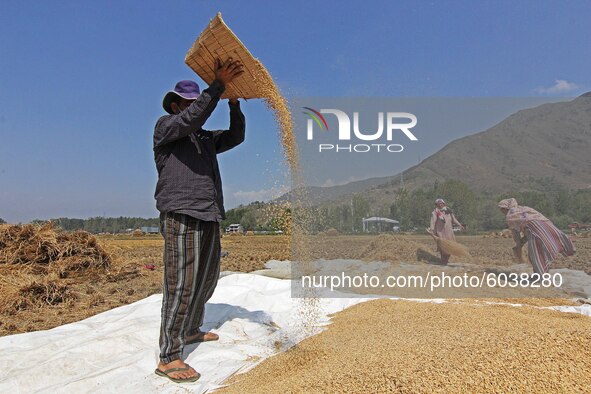 A farmer separates chaff from rice seeds in the traditional method of winnowing during harvesting in south Kashmir on September 27,2020.A st...