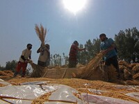 Kashmiri farmers harvest rice in a paddy field in south Kashmir on September 27,2020.A statement issued by the Information and Public Relati...