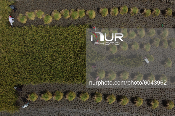 An aerial shot shows farmer’s harvesting crops along the paddy fields on the outskirts of Kathmandu, Nepal on September 29, 2020. 