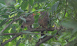 A wild Jungle Babbler bird feeds its chick at the way side tree branches in the eastern In...