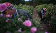 Elderly man and a young woman gathering roses early in the morning near Kazanlak, Bulgaria...