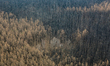 Aerial view of a burnt forest in Luhansk region, Ukraine, October 2, 2020. Hundreds evacua...