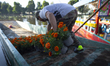 A worker carries Cempasuchil flowers during a harvest in Xochimilco on October 7, 2020 in...