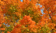 Colourful trees during the Autumn season in Markham, Ontario, Canada, on October 08, 2020....