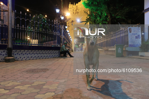 A street dog walk near puja pandal  , Visitor no entry  of a community puja pandal  ahead of the Hindu festival 'Durga Puja' in Kolkata ,Ind...