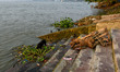 A street dog seraches for food amidst a garbage pile that rests at a river bank in Kolkata...