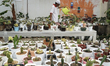 Cactus cultivation in Palembang has seen an increase in sales since the coronavirus outbre...
