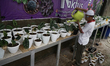 Cactus cultivation in Palembang has seen an increase in sales since the coronavirus outbre...